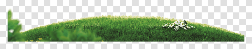 Grass Plain, Plant, Lawn, Moss, Green Transparent Png
