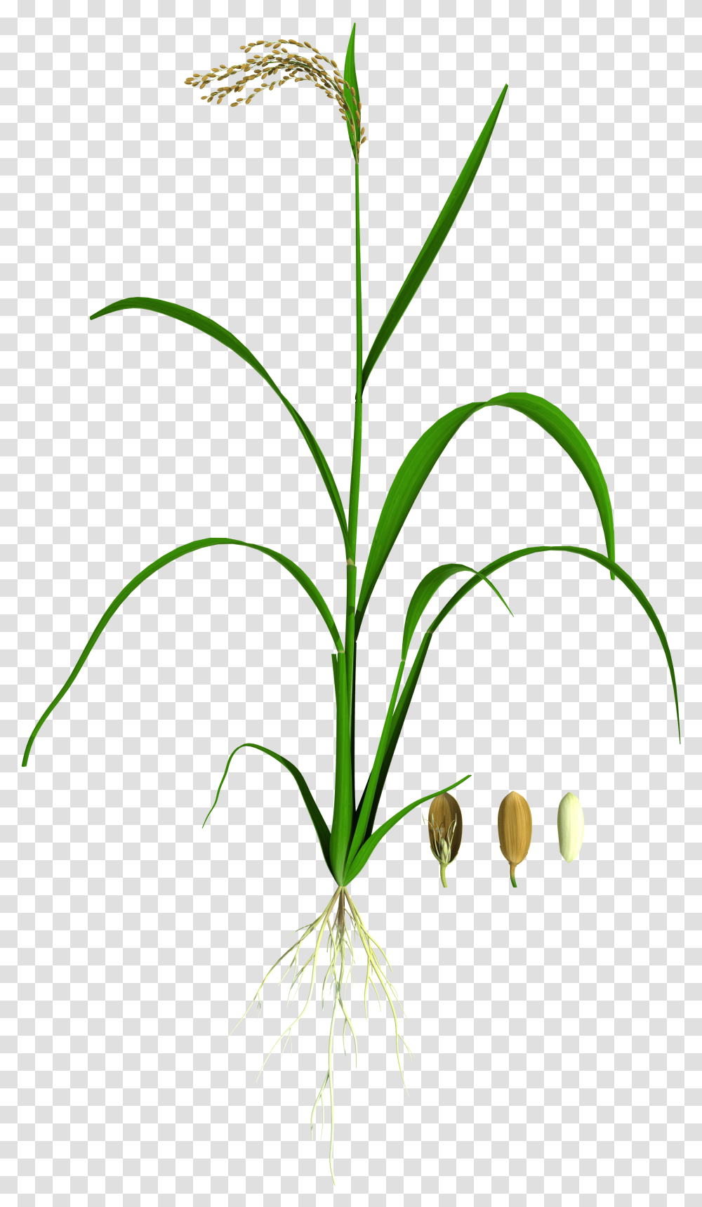 Grass, Plant, Amaryllidaceae, Flower, Blossom Transparent Png