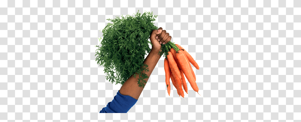 Grass, Plant, Arm, Carrot, Vegetable Transparent Png