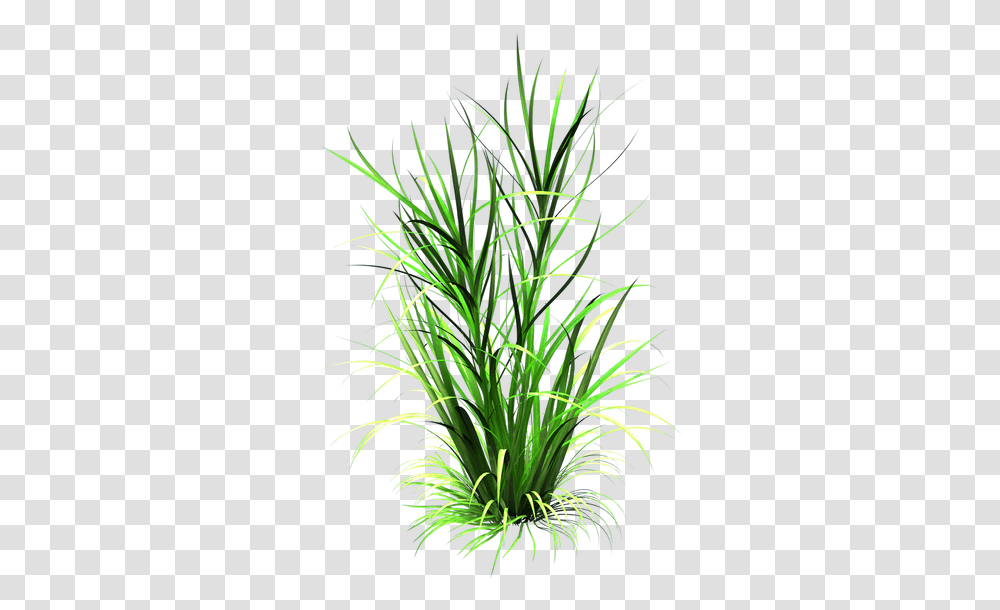 Grass Plant Background, Vegetation, Bush, Flower, Blossom Transparent Png