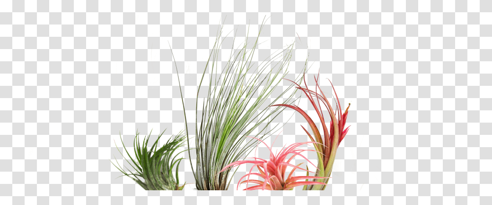 Grass, Plant, Bush, Vegetation, Flower Transparent Png