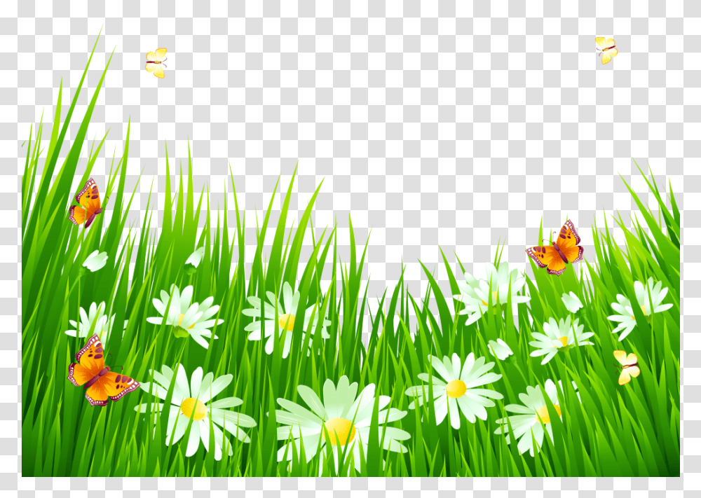 Grass, Plant, Daisy, Flower, Green Transparent Png