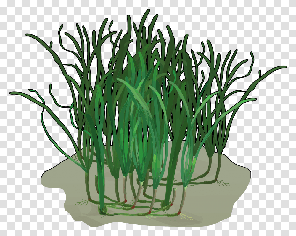 Grass, Plant, Flower Transparent Png