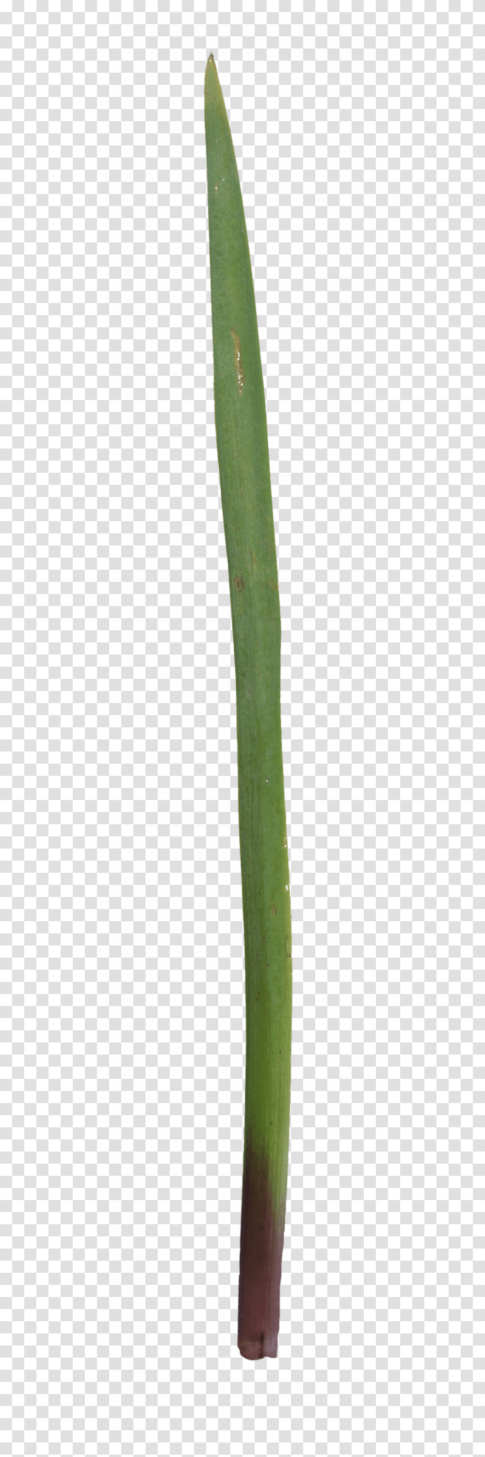 Grass, Plant, Flower, Blossom, Bamboo Transparent Png