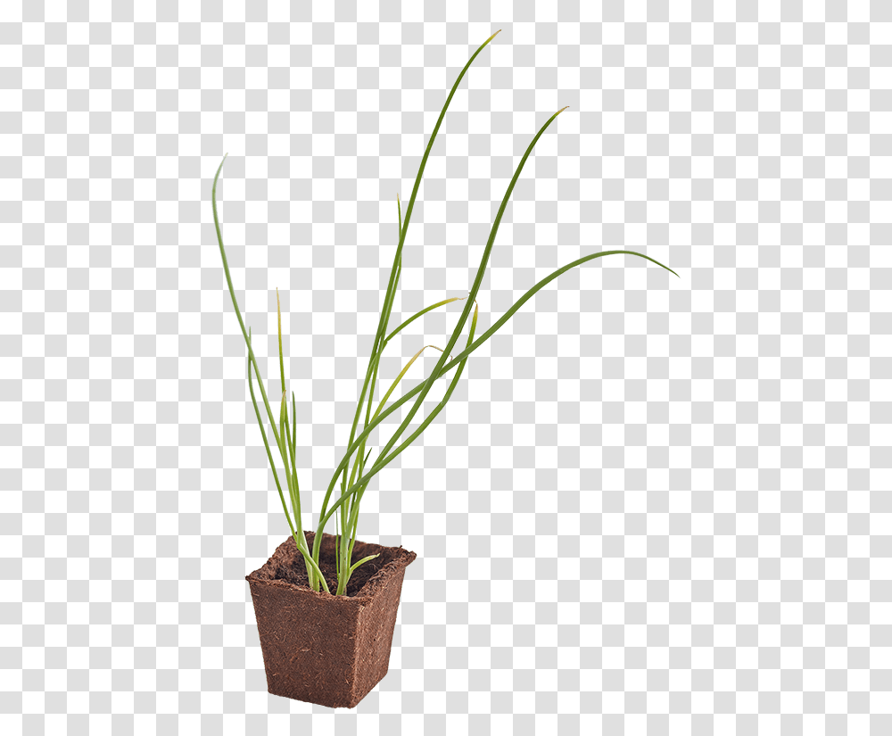 Grass, Plant, Flower, Blossom, Ikebana Transparent Png