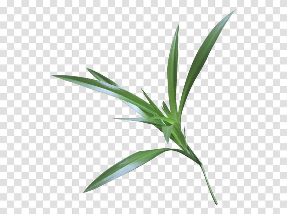 Grass, Plant, Flower, Leaf, Flax Transparent Png