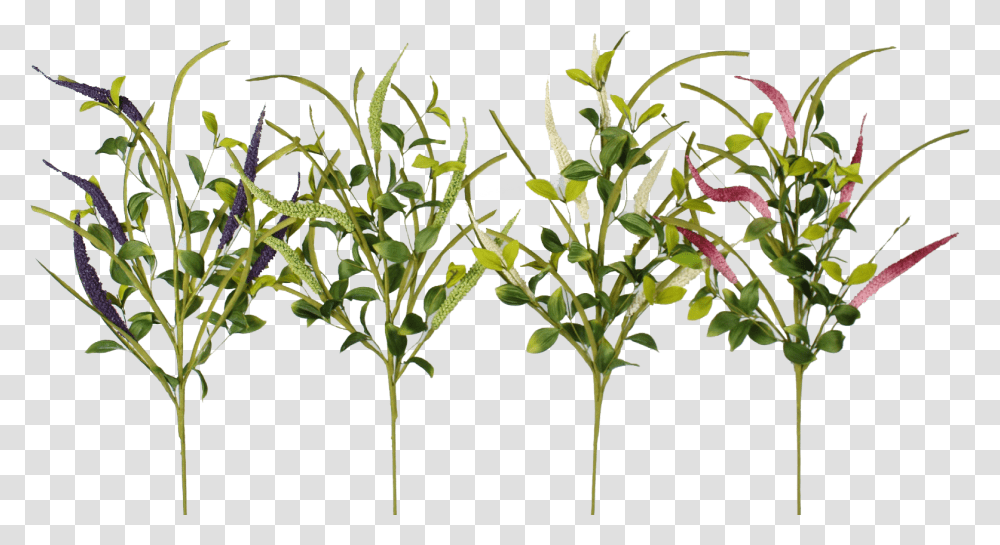 Grass, Plant, Flower, Leaf, Food Transparent Png