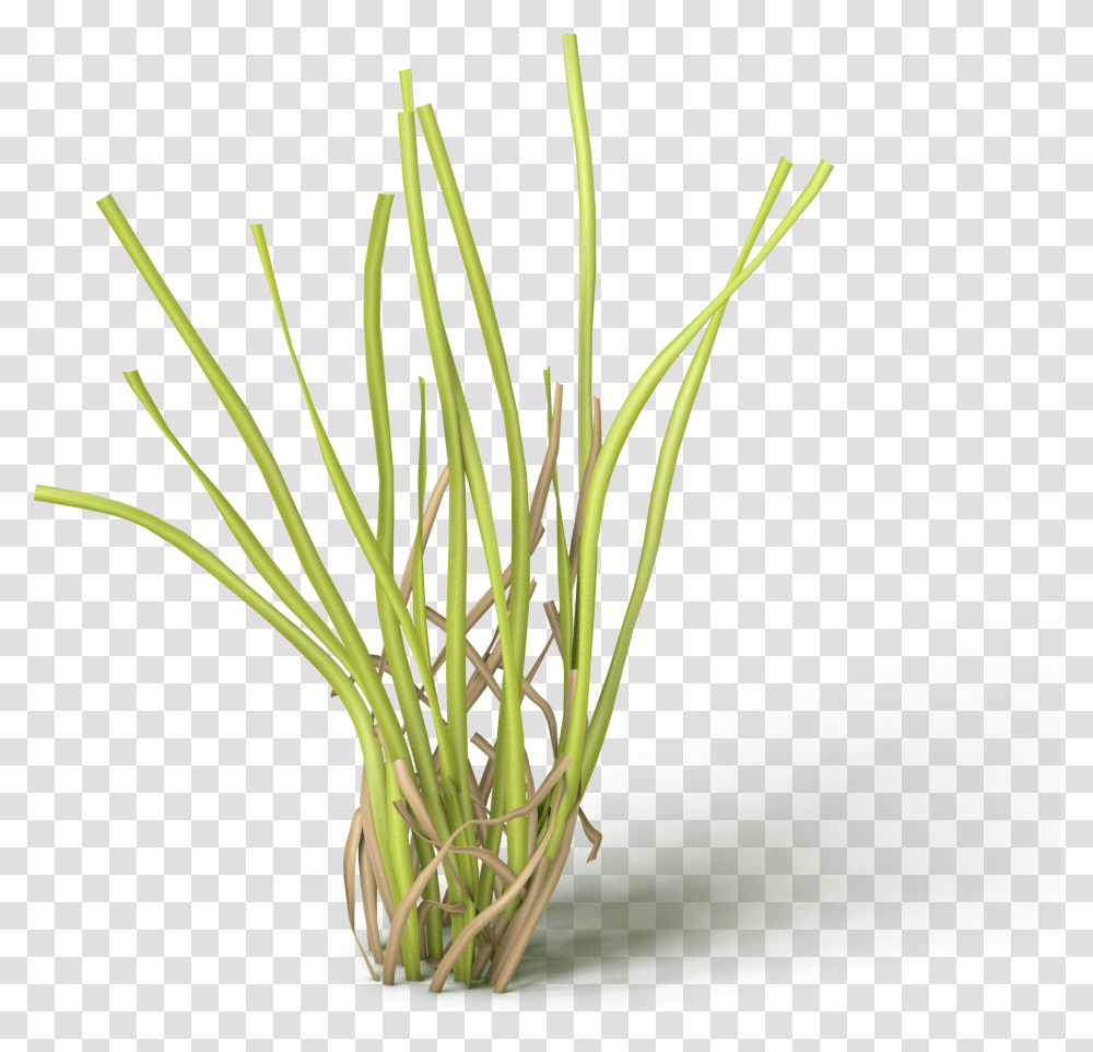Grass, Plant, Food, Vegetable, Produce Transparent Png