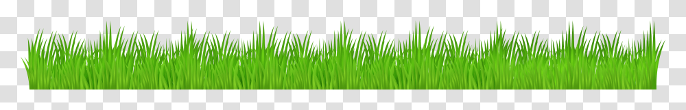 Grass, Plant, Green, Lawn, Leaf Transparent Png