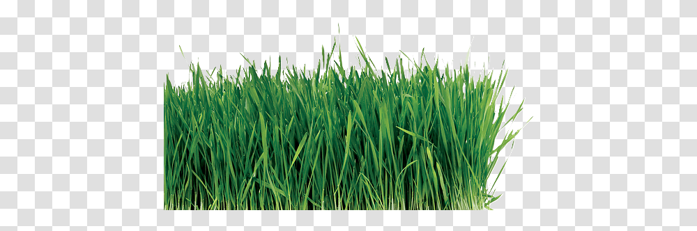 Grass, Plant, Lawn, Agropyron Transparent Png