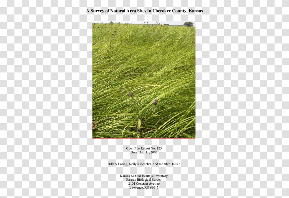 Grass, Plant, Lawn, Agropyron, Vegetation Transparent Png