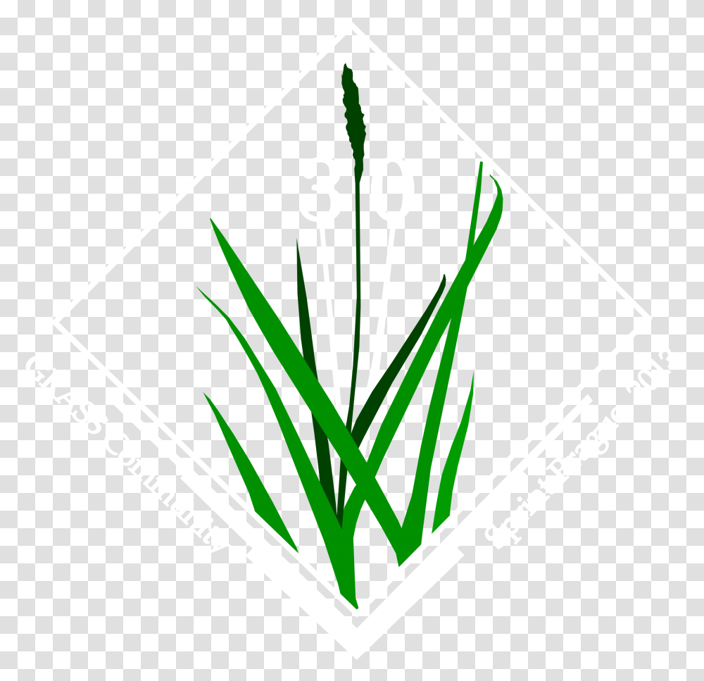 Grass, Plant, Lawn, Green, Agropyron Transparent Png