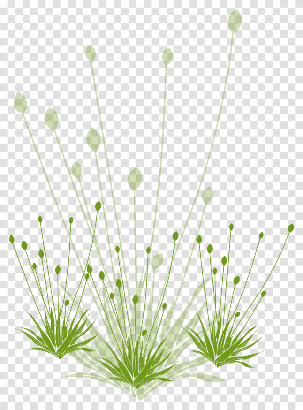 Grass, Plant, Lawn, Green, Vegetation Transparent Png