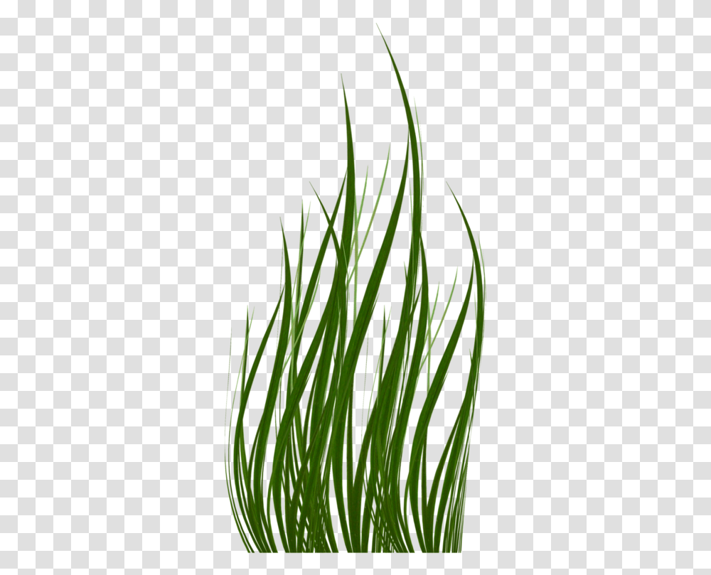 Grass, Plant, Lawn, Vegetation, Agropyron Transparent Png