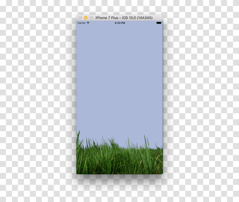 Grass, Plant, Lawn, Vegetation Transparent Png