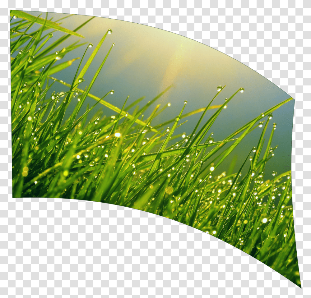 Grass, Plant, Lawn, Vegetation Transparent Png