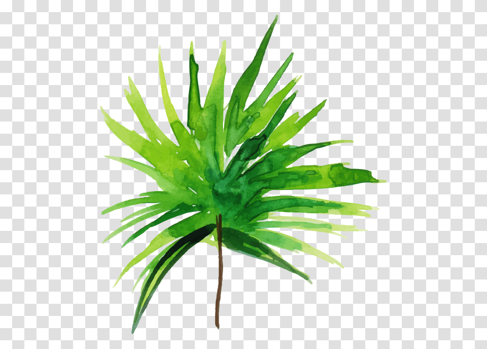 Grass, Plant, Leaf, Palm Tree, Arecaceae Transparent Png
