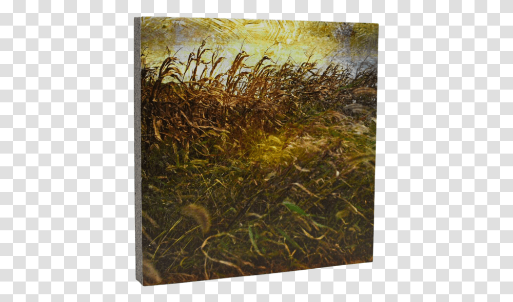 Grass, Plant, Outdoors, Nature, Painting Transparent Png