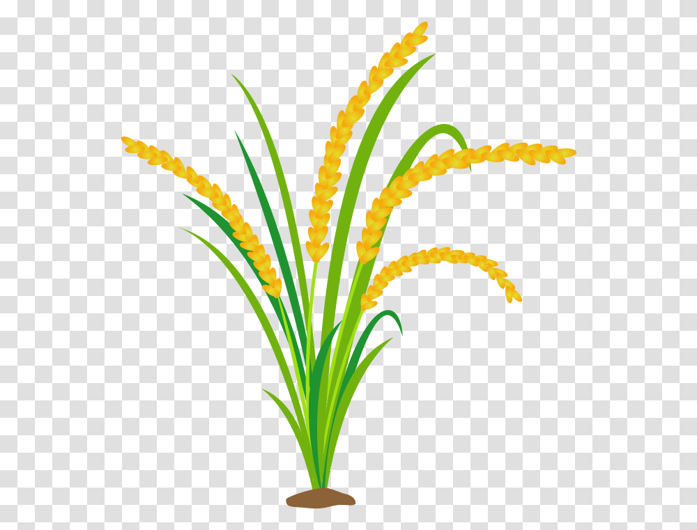 Grass, Plant, Palm Tree, Arecaceae, Flower Transparent Png