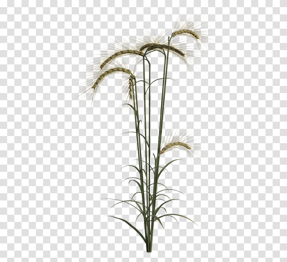 Grass, Plant, Palm Tree, Outdoors, Flower Transparent Png