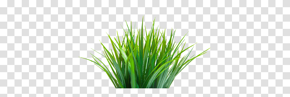 Grass, Plant, Petal, Flower, Blossom Transparent Png