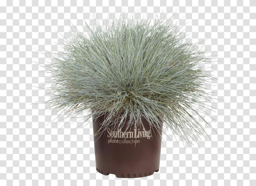 Grass, Plant, Potted Plant, Vase, Jar Transparent Png