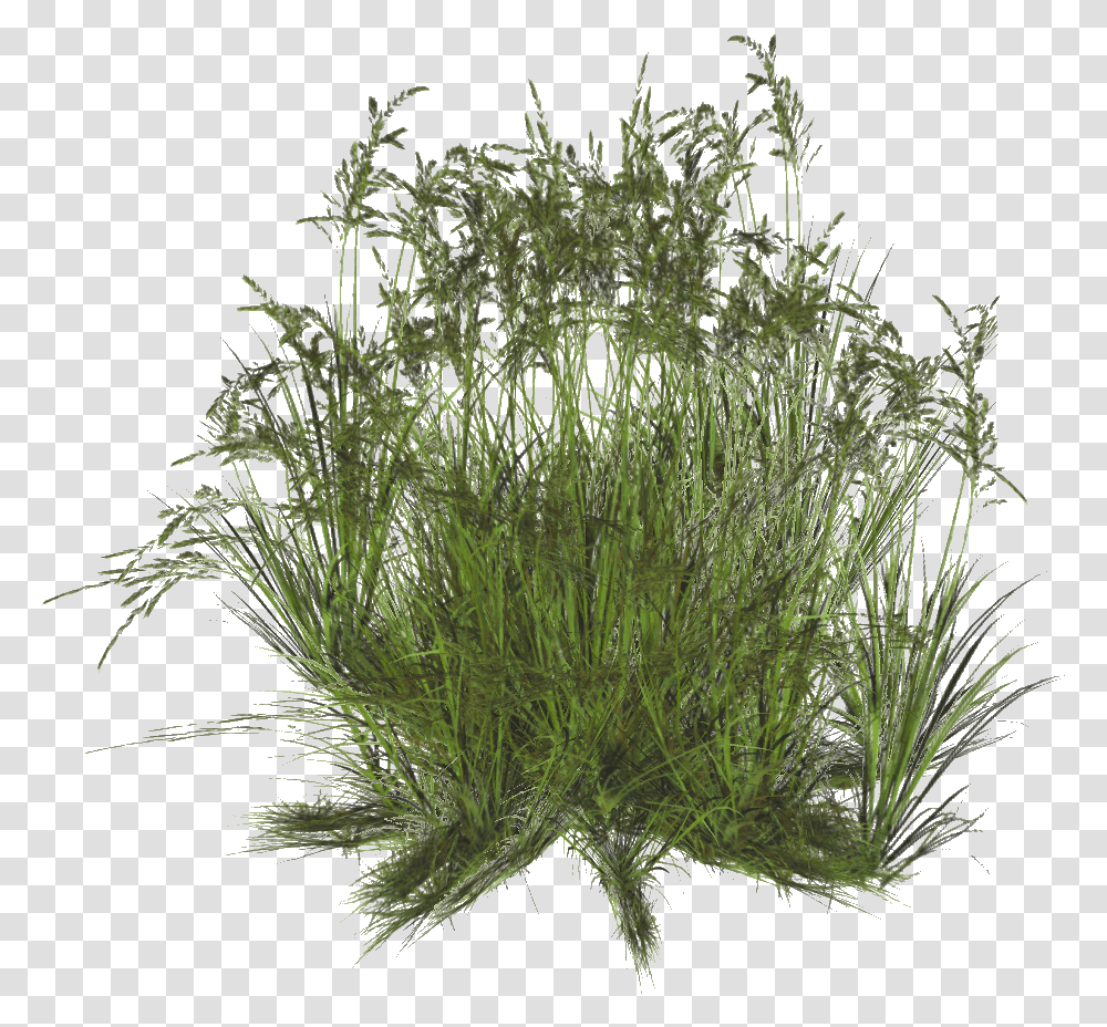Grass, Plant, Seasoning, Food, Dill Transparent Png