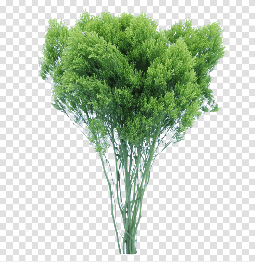 Grass, Plant, Tree, Moss, Jar Transparent Png