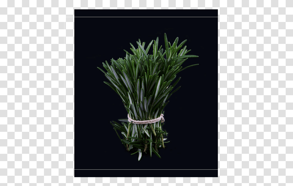 Grass, Plant, Tree, Produce, Food Transparent Png