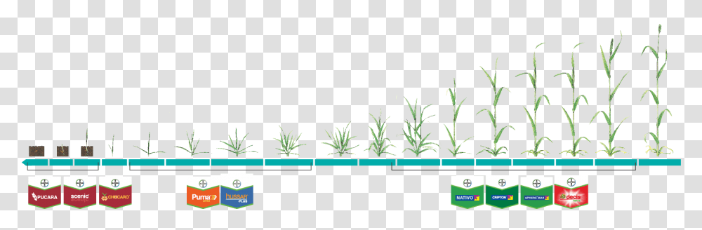 Grass, Plant, Tree, Vegetation, Green Transparent Png