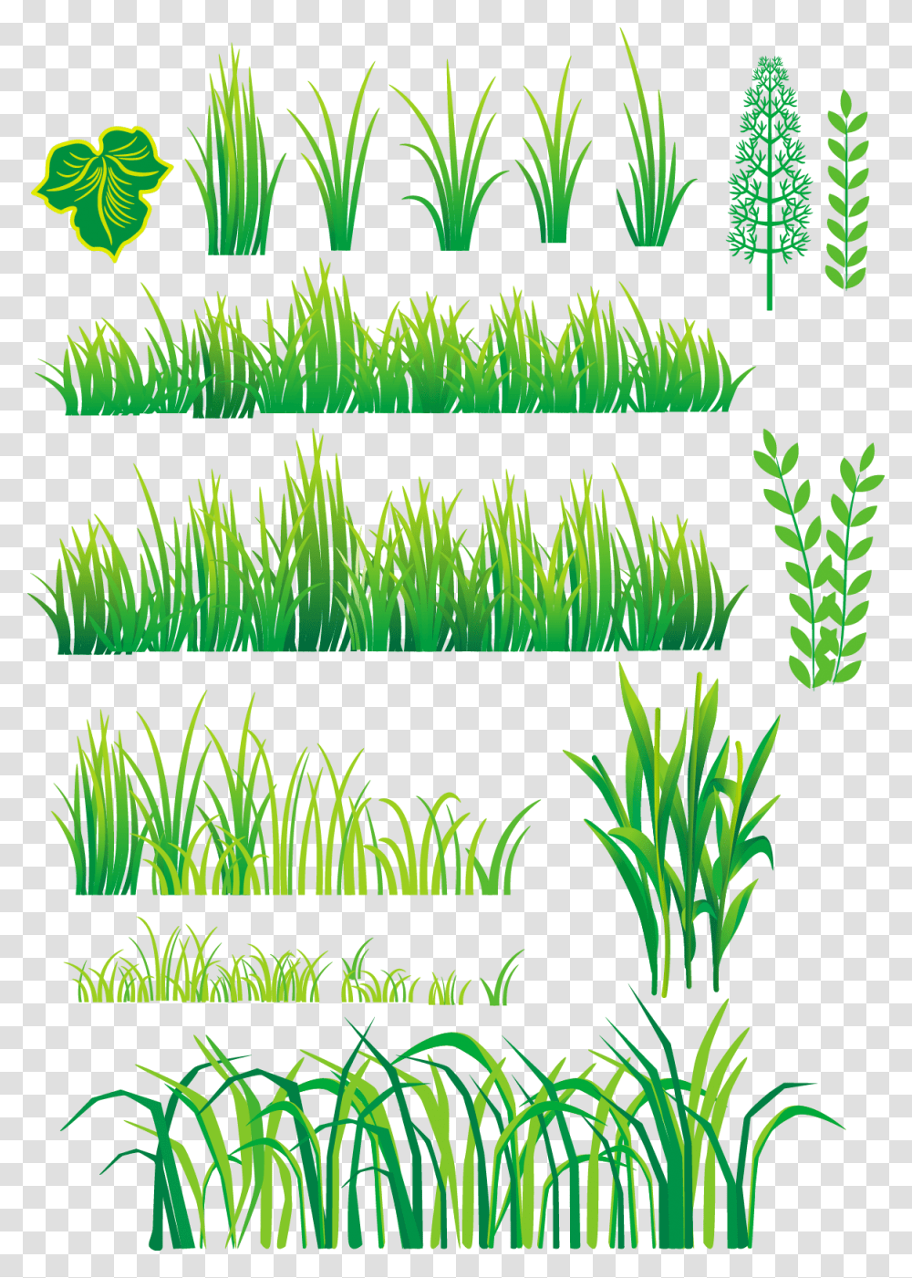 Grass Plant Vector, Green, Vegetation, Advertisement, Land Transparent Png