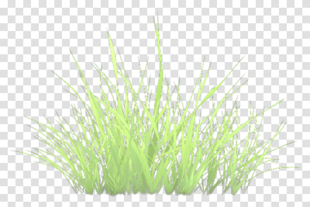 Grass, Plant, Vegetation, Bush, Lawn Transparent Png