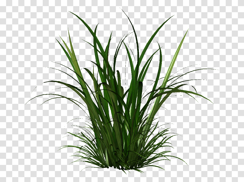 Grass, Plant, Vegetation, Flower, Blossom Transparent Png