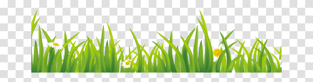 Grass, Plant, Vegetation, Lawn, Green Transparent Png