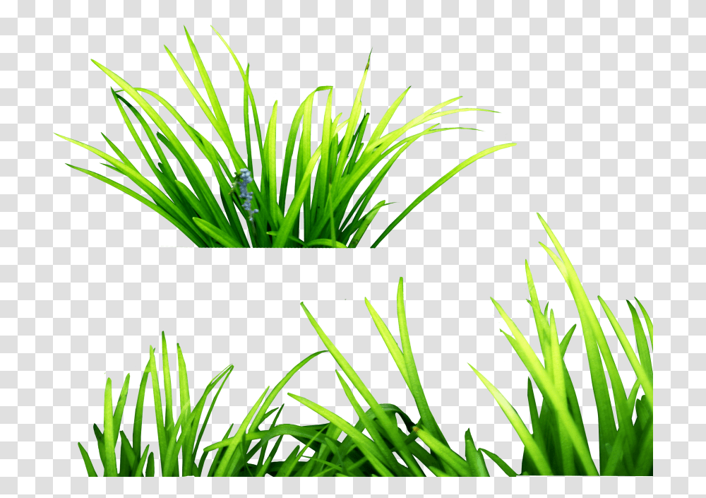 Grass, Plant, Vegetation, Outdoors, Lawn Transparent Png