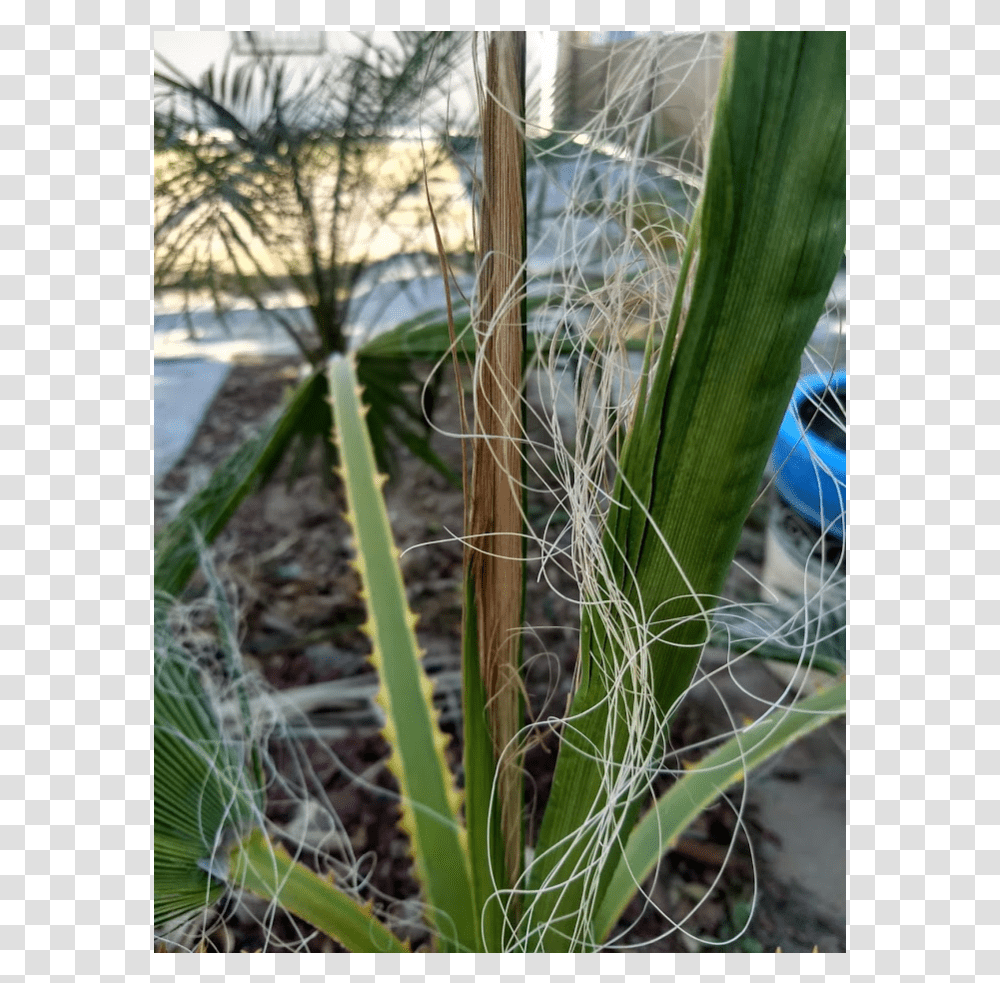 Grass, Plant, Vegetation, Spoke, Machine Transparent Png