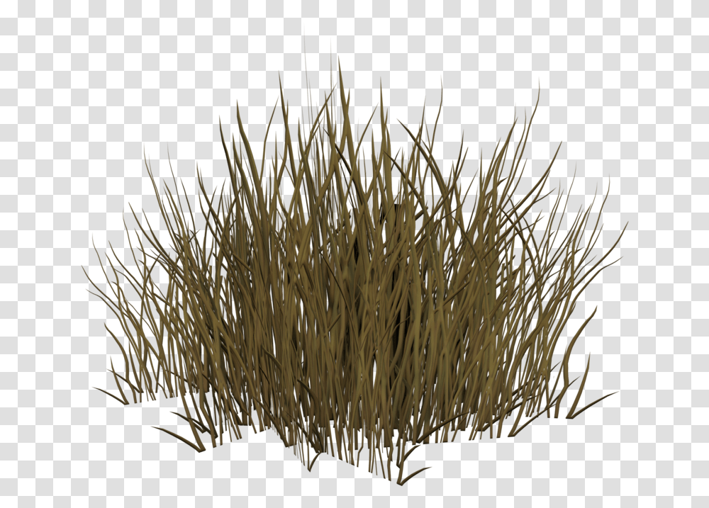 Grass, Plant, Wood, Vegetation, Bush Transparent Png