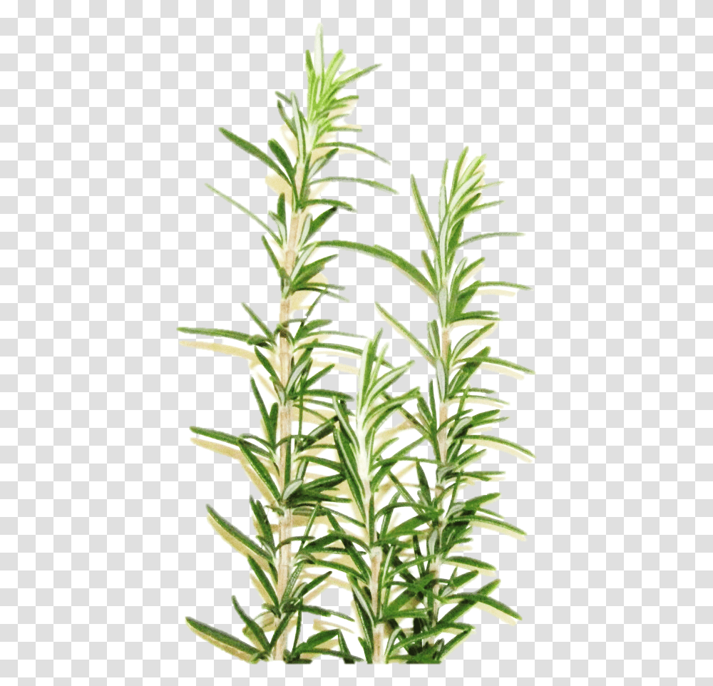 Grass, Potted Plant, Vase, Jar, Pottery Transparent Png