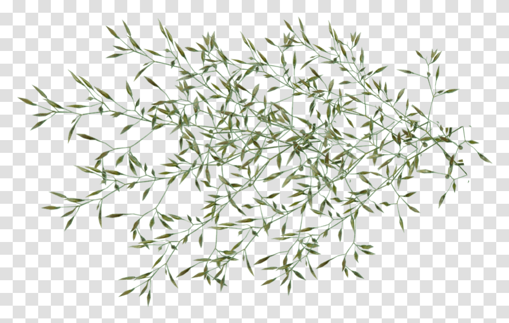 Grass Seed Weed Plant Garden Nature Cut Out Garden Weed, Tree, Outdoors, Pattern, Reef Transparent Png