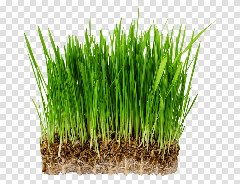 Grass Semillas Germinadas De Pasto, Plant, Potted Plant, Vase, Jar Transparent Png