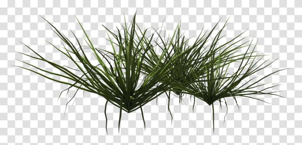 Grass Shrub, Plant, Agavaceae, Vegetation, Tree Transparent Png