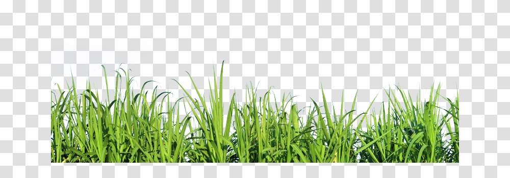 Grass Side View, Plant, Vegetation, Lawn, Flower Transparent Png