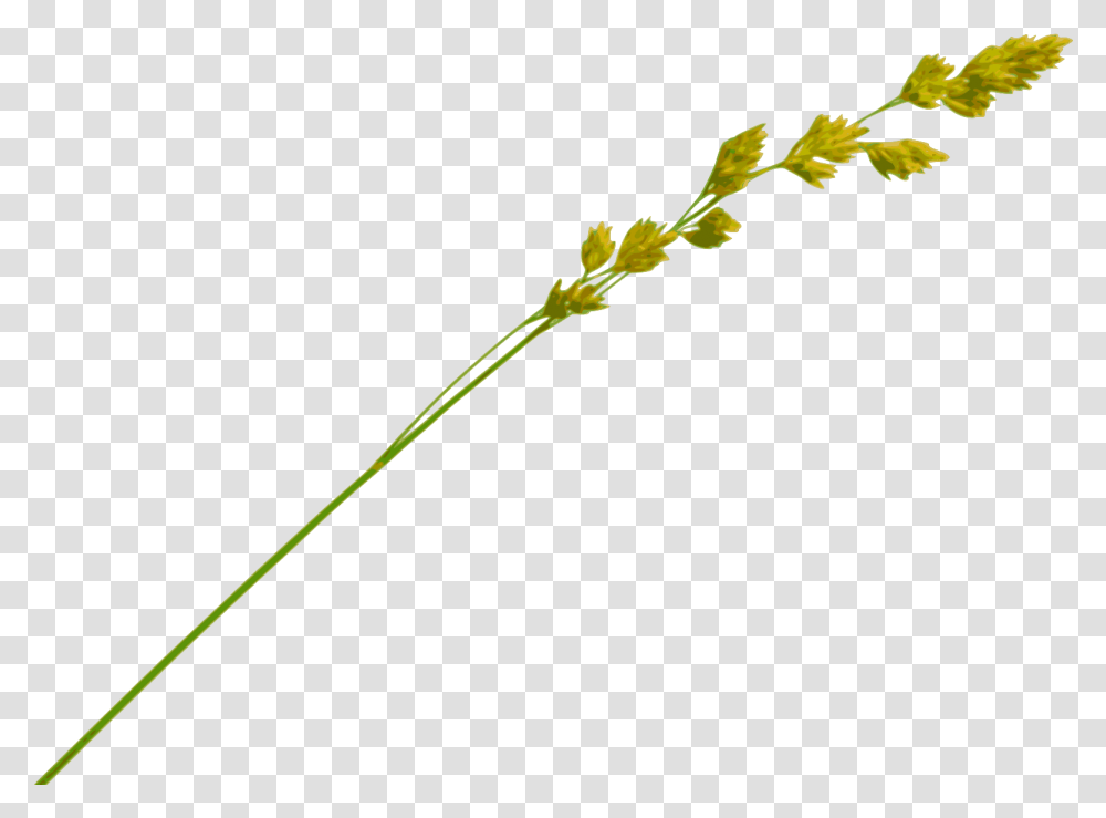 Grass Straw Hay Straw, Plant, Flower, Blossom, Petal Transparent Png