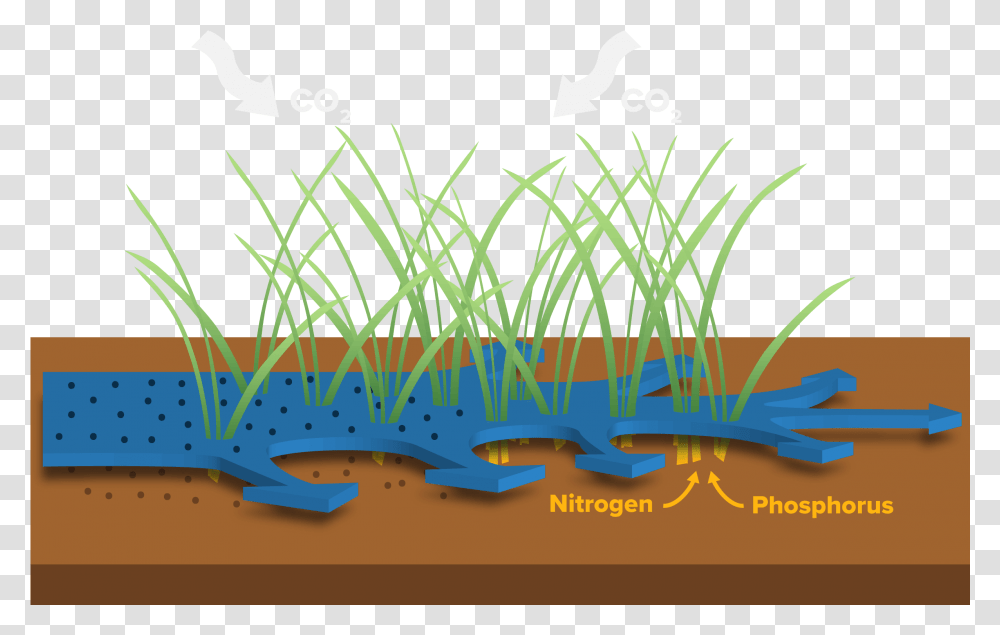 Grass, Outdoors, Nature, Animal Transparent Png