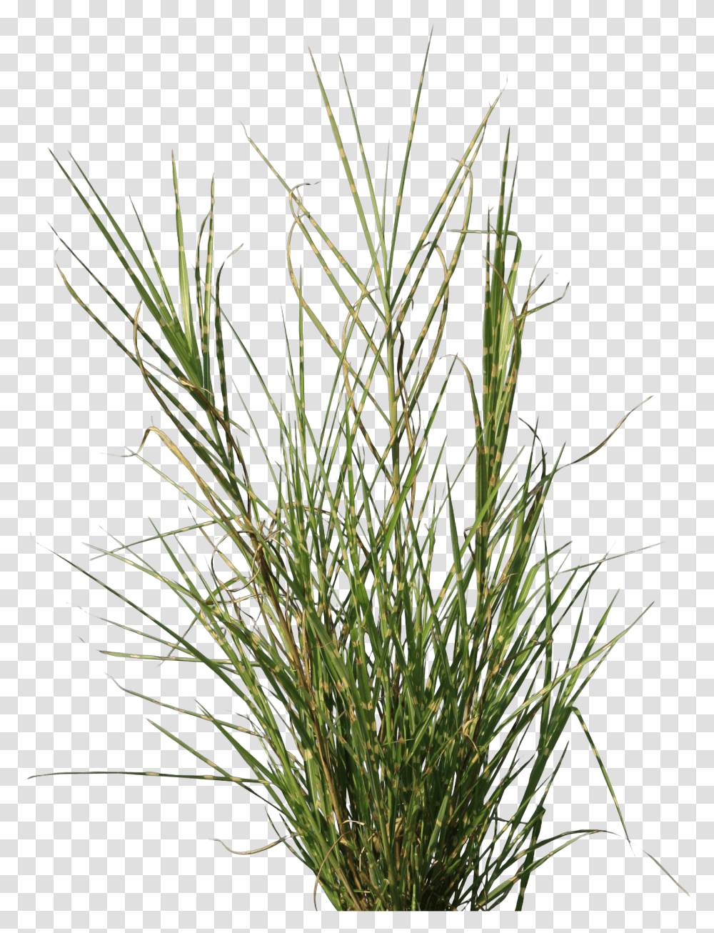 Grass Texture Grass Texture, Plant, Lawn, Agropyron, Vegetation Transparent Png