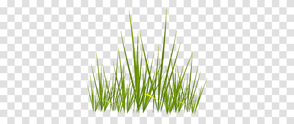Grass Texture Grass Texture, Plant, Lawn, Reed, Agropyron Transparent Png