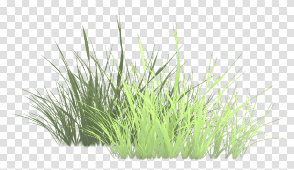 Grass Texture, Plant, Vegetation, Lawn, Bush Transparent Png