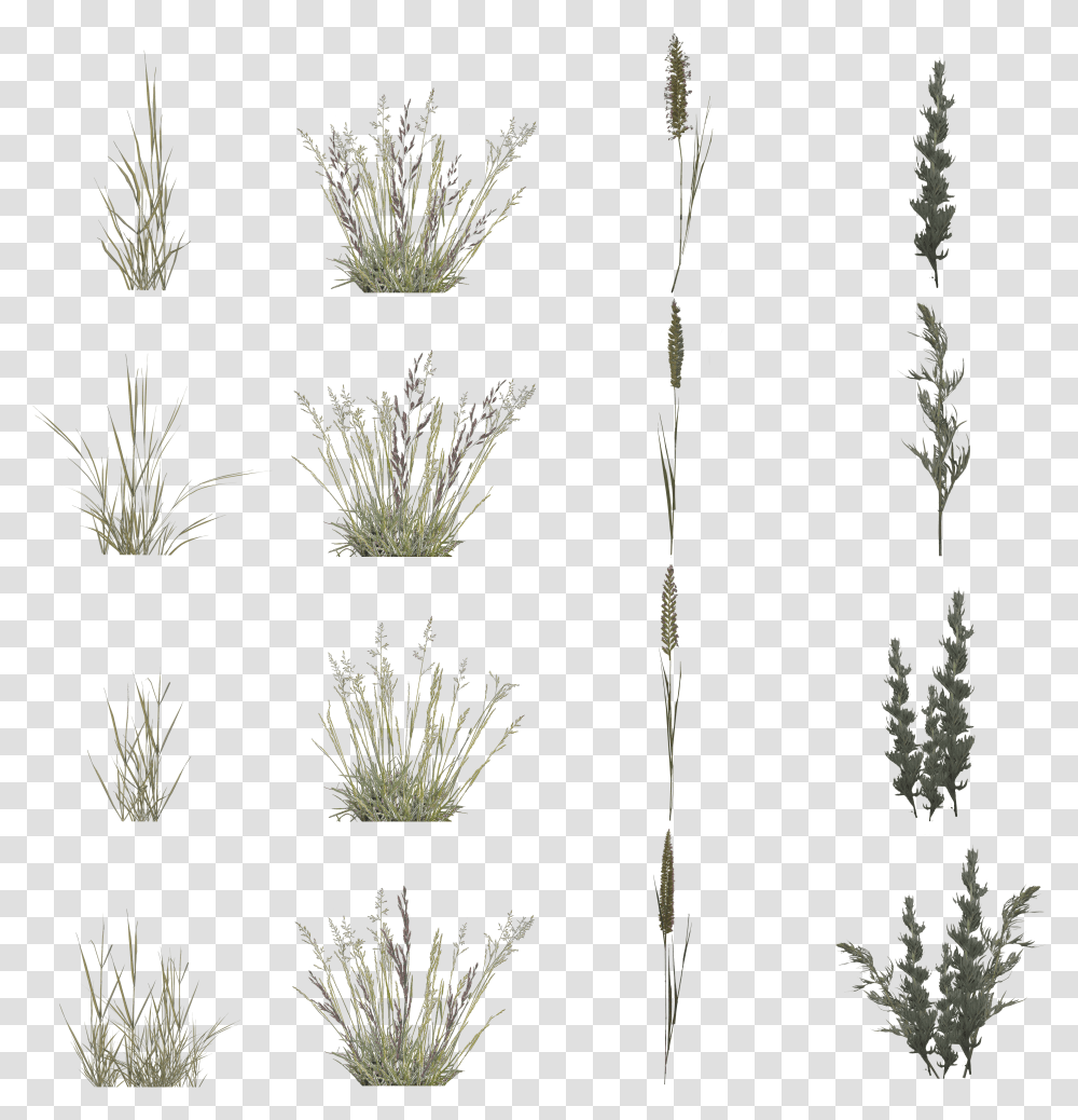 Grass Transparent Png