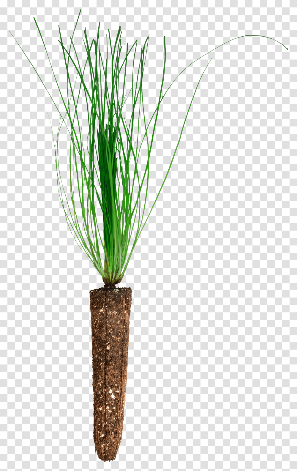 Grass Transparent Png