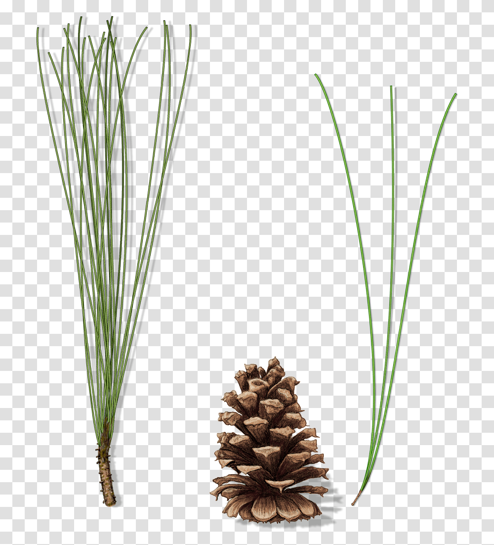 Grass, Tree, Plant, Conifer, Pine Transparent Png